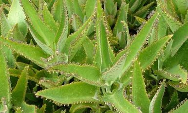 Kalanchoe tinktūra varikozu vēnu ārstēšanai